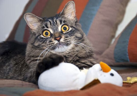 蒂亚戈·封神之战，一己之力改写美葡对决，冠军级表现铸就永恒经典