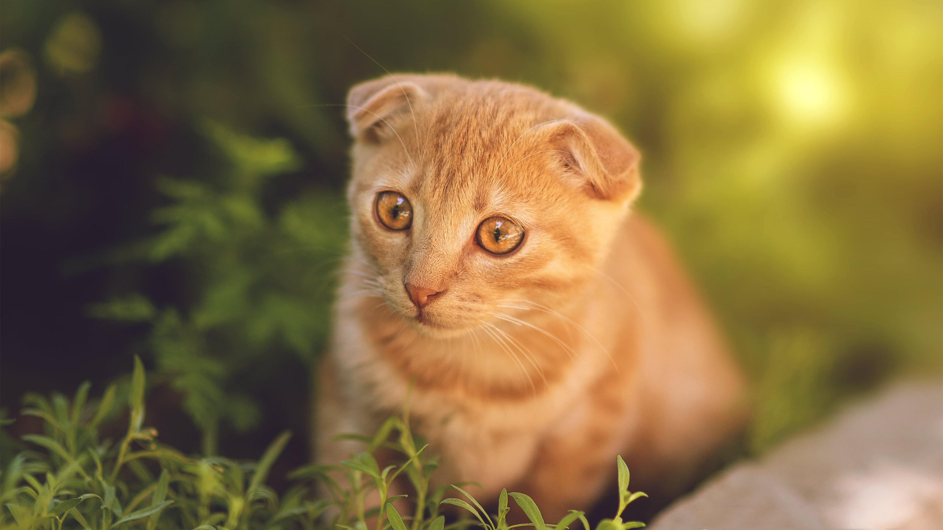 辽宁队制霸猛龙，杜兰特成为关键先生