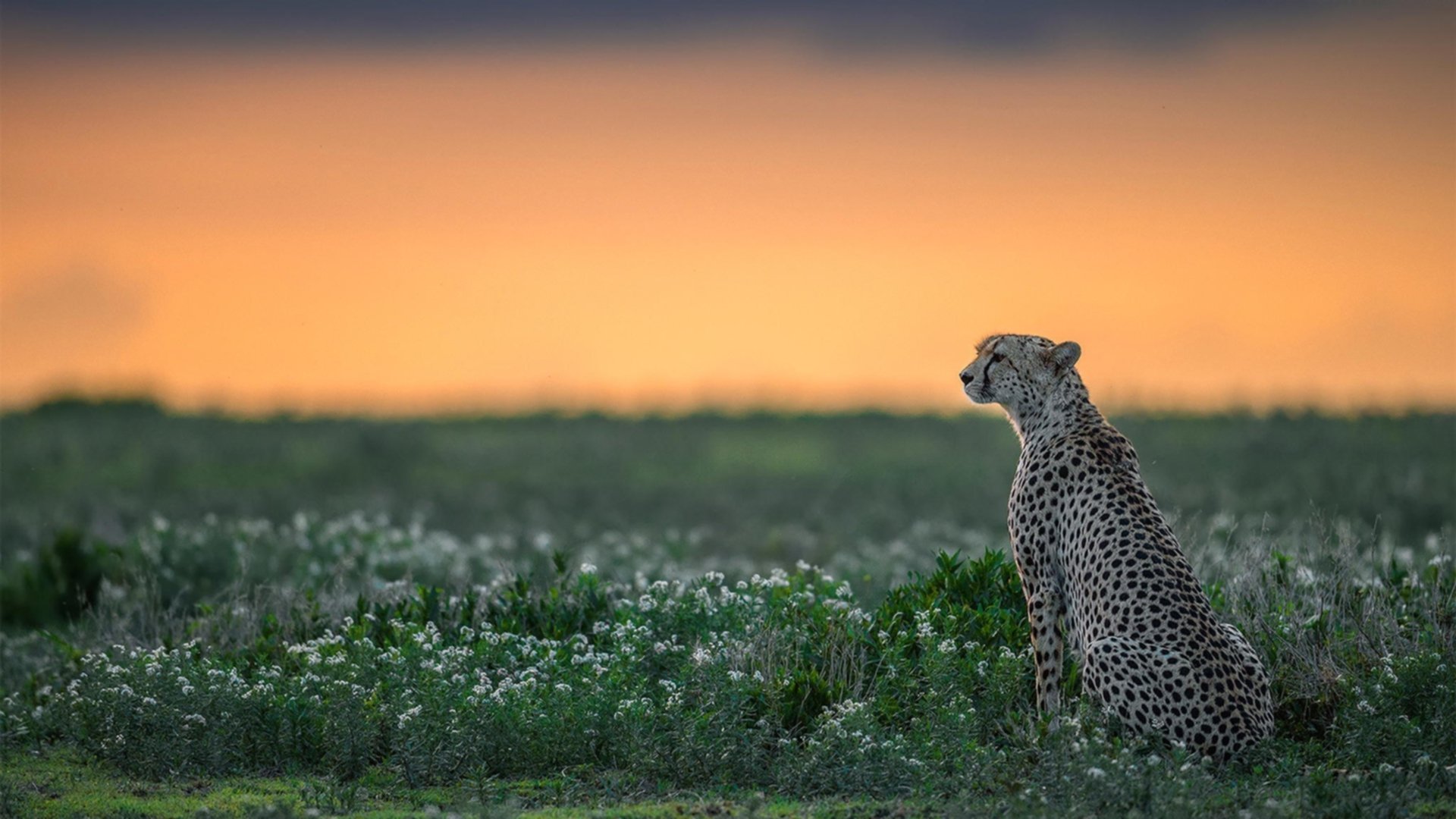 智利对阵曼联?不,是本泽马对阵世界—当传奇在另一个舞台证明伟大