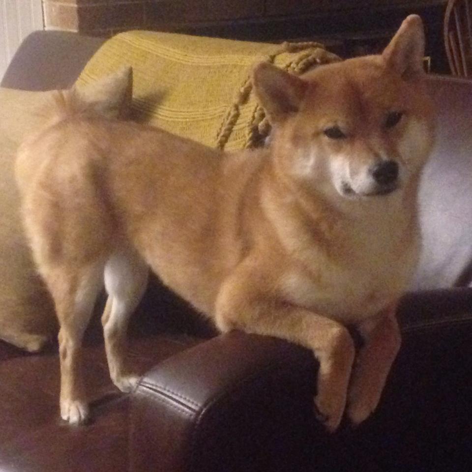 奥运周期关键战启示录,从马里绝杀皇马看体育世界的不可能与必然